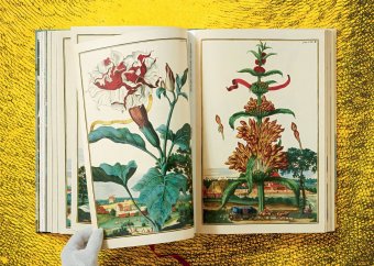 Volkamer. The Book of Citrus Fruits, Lauterbach Iris купить книгу в Либроруме Volkamer. The Book of Citrus Fruits, Lauterbach Iris купить книгу в Либроруме