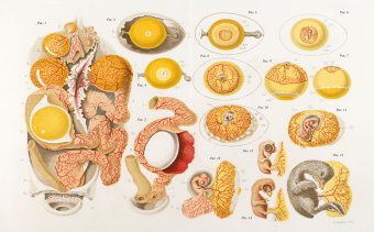 Иллюстрированная история орнитологии, Беркхед Тим купить книгу в Либроруме