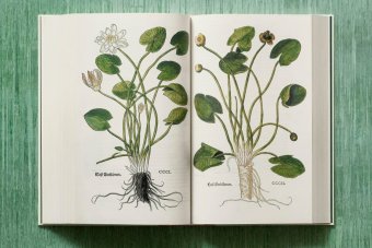 Leonhart Fuchs. The New Herbal, Dressendörfer Werner купить книгу в Либроруме Leonhart Fuchs. The New Herbal, Dressendörfer Werner купить книгу в Либроруме