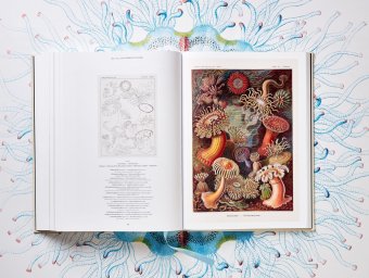 The Art and Science of Ernst Haeckel, Геккель Эрнст Haeckel Ernst Willmann Rainer Voss Julia купить книгу в Либроруме The Art and Science of Ernst Haeckel, Геккель Эрнст Haeckel Ernst Willmann Rainer Voss Julia купить книгу в Либроруме