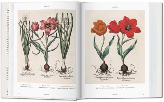 Florilegium. The Book of Plants - The Complete Plates, Littger Klaus Walter Dressendörfer Werner купить книгу в Либроруме Florilegium. The Book of Plants - The Complete Plates, Littger Klaus Walter Dressendörfer Werner купить книгу в Либроруме