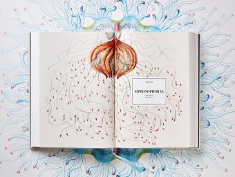 The Art and Science of Ernst Haeckel, Геккель Эрнст Haeckel Ernst Willmann Rainer Voss Julia купить книгу в Либроруме The Art and Science of Ernst Haeckel, Геккель Эрнст Haeckel Ernst Willmann Rainer Voss Julia купить книгу в Либроруме