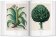Florilegium. The Book of Plants - The Complete Plates, Littger Klaus Walter Dressendörfer Werner купить книгу в Либроруме Florilegium. The Book of Plants - The Complete Plates, Littger Klaus Walter Dressendörfer Werner купить книгу в Либроруме