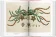 A Garden Eden. Masterpieces of Botanical Illustration. 40th Anniversary Edition, Lack H. Walter купить книгу в Либроруме A Garden Eden. Masterpieces of Botanical Illustration. 40th Anniversary Edition, Lack H. Walter купить книгу в Либроруме