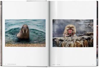 Steve McCurry. Animals, McCurry Steve Golden Reuel купить книгу в Либроруме Steve McCurry. Animals, McCurry Steve Golden Reuel купить книгу в Либроруме