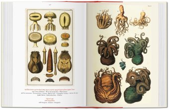 Cabinet of Natural Curiosities, Müsch Irmgard Rust Jes Willmann Rainer купить книгу в Либроруме Cabinet of Natural Curiosities, Müsch Irmgard Rust Jes Willmann Rainer купить книгу в Либроруме