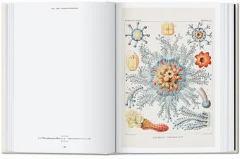 The Art and Science of Ernst Haeckel. 40th Anniversary Edition, Геккель Эрнст Haeckel Ernst Willmann Rainer Voss Julia купить книгу в Либроруме The Art and Science of Ernst Haeckel. 40th Anniversary Edition, Геккель Эрнст Haeckel Ernst Willmann Rainer Voss Julia купить книгу в Либроруме