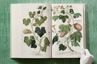 Leonhart Fuchs. The New Herbal, Dressendörfer Werner купить книгу в Либроруме Leonhart Fuchs. The New Herbal, Dressendörfer Werner купить книгу в Либроруме