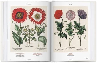 Florilegium. The Book of Plants - The Complete Plates, Littger Klaus Walter Dressendörfer Werner купить книгу в Либроруме Florilegium. The Book of Plants - The Complete Plates, Littger Klaus Walter Dressendörfer Werner купить книгу в Либроруме