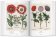 Florilegium. The Book of Plants - The Complete Plates, Littger Klaus Walter Dressendörfer Werner купить книгу в Либроруме Florilegium. The Book of Plants - The Complete Plates, Littger Klaus Walter Dressendörfer Werner купить книгу в Либроруме
