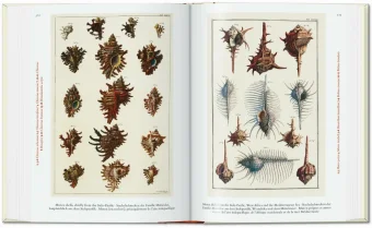 Seba. Cabinet of Natural Curiosities. 40th Anniversary Edition, Müsch Irmgard Rust Jes Willmann Rainer купить книгу в Либроруме Seba. Cabinet of Natural Curiosities. 40th Anniversary Edition, Müsch Irmgard Rust Jes Willmann Rainer купить книгу в Либроруме