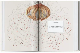 The Art and Science of Ernst Haeckel. 40th Anniversary Edition, Геккель Эрнст Haeckel Ernst Willmann Rainer Voss Julia купить книгу в Либроруме The Art and Science of Ernst Haeckel. 40th Anniversary Edition, Геккель Эрнст Haeckel Ernst Willmann Rainer Voss Julia купить книгу в Либроруме