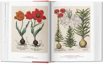 A Garden Eden. Masterpieces of Botanical Illustration. 40th Anniversary Edition, Lack H. Walter купить книгу в Либроруме A Garden Eden. Masterpieces of Botanical Illustration. 40th Anniversary Edition, Lack H. Walter купить книгу в Либроруме