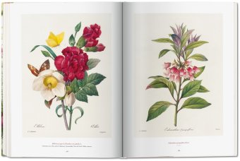 Redoute. The Book of Flowers, Lack H. Walter купить книгу в Либроруме Redoute. The Book of Flowers, Lack H. Walter купить книгу в Либроруме