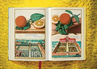 Volkamer. The Book of Citrus Fruits, Lauterbach Iris купить книгу в Либроруме Volkamer. The Book of Citrus Fruits, Lauterbach Iris купить книгу в Либроруме