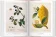 A Garden Eden. Masterpieces of Botanical Illustration. 40th Anniversary Edition, Lack H. Walter купить книгу в Либроруме A Garden Eden. Masterpieces of Botanical Illustration. 40th Anniversary Edition, Lack H. Walter купить книгу в Либроруме