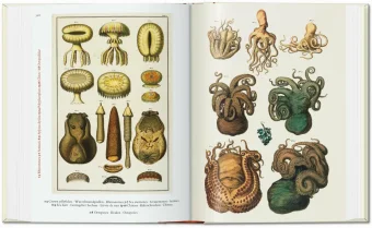 Seba. Cabinet of Natural Curiosities. 40th Anniversary Edition, Müsch Irmgard Rust Jes Willmann Rainer купить книгу в Либроруме Seba. Cabinet of Natural Curiosities. 40th Anniversary Edition, Müsch Irmgard Rust Jes Willmann Rainer купить книгу в Либроруме