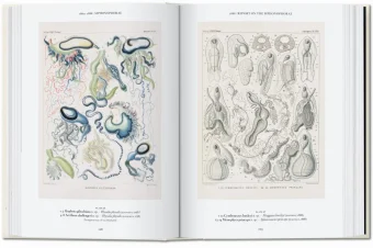 The Art and Science of Ernst Haeckel. 40th Anniversary Edition, Геккель Эрнст Haeckel Ernst Willmann Rainer Voss Julia купить книгу в Либроруме The Art and Science of Ernst Haeckel. 40th Anniversary Edition, Геккель Эрнст Haeckel Ernst Willmann Rainer Voss Julia купить книгу в Либроруме