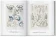 The Art and Science of Ernst Haeckel. 40th Anniversary Edition, Геккель Эрнст Haeckel Ernst Willmann Rainer Voss Julia купить книгу в Либроруме The Art and Science of Ernst Haeckel. 40th Anniversary Edition, Геккель Эрнст Haeckel Ernst Willmann Rainer Voss Julia купить книгу в Либроруме