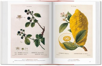 A Garden Eden. Masterpieces of Botanical Illustration, Lack H. Walter купить книгу в Либроруме A Garden Eden. Masterpieces of Botanical Illustration, Lack H. Walter купить книгу в Либроруме