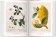A Garden Eden. Masterpieces of Botanical Illustration, Lack H. Walter купить книгу в Либроруме A Garden Eden. Masterpieces of Botanical Illustration, Lack H. Walter купить книгу в Либроруме