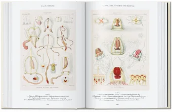 The Art and Science of Ernst Haeckel. 40th Anniversary Edition, Геккель Эрнст Haeckel Ernst Willmann Rainer Voss Julia купить книгу в Либроруме The Art and Science of Ernst Haeckel. 40th Anniversary Edition, Геккель Эрнст Haeckel Ernst Willmann Rainer Voss Julia купить книгу в Либроруме