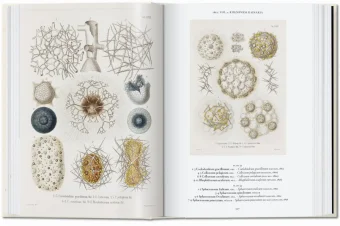 The Art and Science of Ernst Haeckel. 40th Anniversary Edition, Геккель Эрнст Haeckel Ernst Willmann Rainer Voss Julia купить книгу в Либроруме The Art and Science of Ernst Haeckel. 40th Anniversary Edition, Геккель Эрнст Haeckel Ernst Willmann Rainer Voss Julia купить книгу в Либроруме