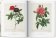 Redoute. The Book of Flowers, Lack H. Walter купить книгу в Либроруме Redoute. The Book of Flowers, Lack H. Walter купить книгу в Либроруме