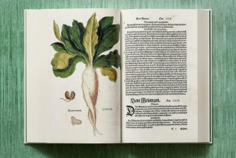 Leonhart Fuchs. The New Herbal, Dressendörfer Werner купить книгу в Либроруме Leonhart Fuchs. The New Herbal, Dressendörfer Werner купить книгу в Либроруме