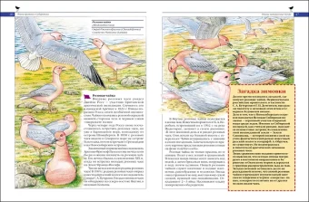 Красная книга мира. Животные, Тихонов Александр купить книгу в Либроруме Красная книга мира. Животные, Тихонов Александр купить книгу в Либроруме