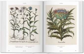 Florilegium. The Book of Plants - The Complete Plates, Littger Klaus Walter Dressendörfer Werner купить книгу в Либроруме Florilegium. The Book of Plants - The Complete Plates, Littger Klaus Walter Dressendörfer Werner купить книгу в Либроруме