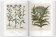 Florilegium. The Book of Plants - The Complete Plates, Littger Klaus Walter Dressendörfer Werner купить книгу в Либроруме Florilegium. The Book of Plants - The Complete Plates, Littger Klaus Walter Dressendörfer Werner купить книгу в Либроруме