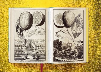 Volkamer. The Book of Citrus Fruits, Lauterbach Iris купить книгу в Либроруме Volkamer. The Book of Citrus Fruits, Lauterbach Iris купить книгу в Либроруме