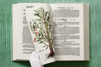 Leonhart Fuchs. The New Herbal, Dressendörfer Werner купить книгу в Либроруме Leonhart Fuchs. The New Herbal, Dressendörfer Werner купить книгу в Либроруме