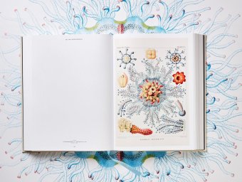 The Art and Science of Ernst Haeckel, Геккель Эрнст Haeckel Ernst Willmann Rainer Voss Julia купить книгу в Либроруме The Art and Science of Ernst Haeckel, Геккель Эрнст Haeckel Ernst Willmann Rainer Voss Julia купить книгу в Либроруме
