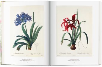 Redoute. The Book of Flowers, Lack H. Walter купить книгу в Либроруме Redoute. The Book of Flowers, Lack H. Walter купить книгу в Либроруме