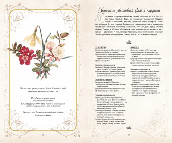 Тайный язык цветов, Джилл Дэвис Джилл Сондерс купить книгу в Либроруме