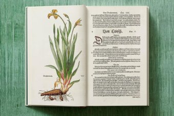 Leonhart Fuchs. The New Herbal, Dressendörfer Werner купить книгу в Либроруме Leonhart Fuchs. The New Herbal, Dressendörfer Werner купить книгу в Либроруме