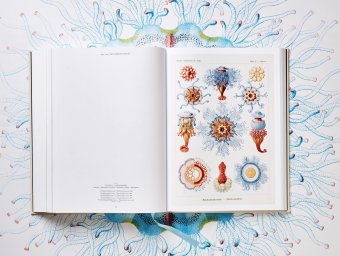 The Art and Science of Ernst Haeckel, Геккель Эрнст Haeckel Ernst Willmann Rainer Voss Julia купить книгу в Либроруме The Art and Science of Ernst Haeckel, Геккель Эрнст Haeckel Ernst Willmann Rainer Voss Julia купить книгу в Либроруме
