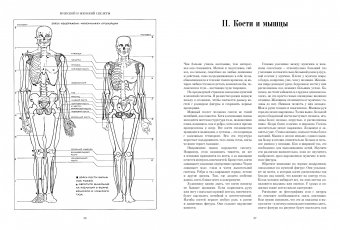 Рисование фигуры, Лумис Эндрю купить книгу в Либроруме