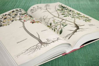 Leonhart Fuchs. The New Herbal, Dressendörfer Werner купить книгу в Либроруме Leonhart Fuchs. The New Herbal, Dressendörfer Werner купить книгу в Либроруме