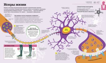 Как работает тело, Темпл Никола Смит Вирджиния купить книгу в Либроруме