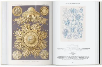 The Art and Science of Ernst Haeckel. 40th Anniversary Edition, Геккель Эрнст Haeckel Ernst Willmann Rainer Voss Julia купить книгу в Либроруме The Art and Science of Ernst Haeckel. 40th Anniversary Edition, Геккель Эрнст Haeckel Ernst Willmann Rainer Voss Julia купить книгу в Либроруме