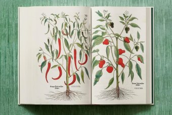 Leonhart Fuchs. The New Herbal, Dressendörfer Werner купить книгу в Либроруме Leonhart Fuchs. The New Herbal, Dressendörfer Werner купить книгу в Либроруме
