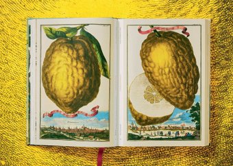 Volkamer. The Book of Citrus Fruits, Lauterbach Iris купить книгу в Либроруме Volkamer. The Book of Citrus Fruits, Lauterbach Iris купить книгу в Либроруме