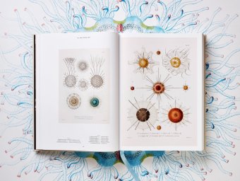 The Art and Science of Ernst Haeckel, Геккель Эрнст Haeckel Ernst Willmann Rainer Voss Julia купить книгу в Либроруме The Art and Science of Ernst Haeckel, Геккель Эрнст Haeckel Ernst Willmann Rainer Voss Julia купить книгу в Либроруме
