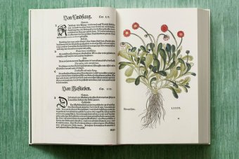 Leonhart Fuchs. The New Herbal, Dressendörfer Werner купить книгу в Либроруме Leonhart Fuchs. The New Herbal, Dressendörfer Werner купить книгу в Либроруме