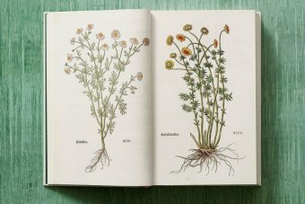 Leonhart Fuchs. The New Herbal, Dressendörfer Werner купить книгу в Либроруме Leonhart Fuchs. The New Herbal, Dressendörfer Werner купить книгу в Либроруме