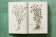 Leonhart Fuchs. The New Herbal, Dressendörfer Werner купить книгу в Либроруме Leonhart Fuchs. The New Herbal, Dressendörfer Werner купить книгу в Либроруме