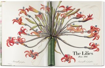 Redoute. The Book of Flowers, Lack H. Walter купить книгу в Либроруме Redoute. The Book of Flowers, Lack H. Walter купить книгу в Либроруме